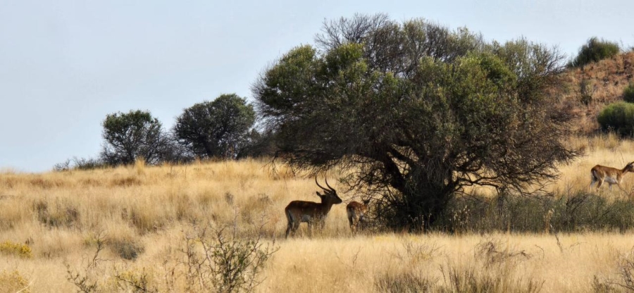 5 Bedroom Property for Sale in Edenburg Rural Free State